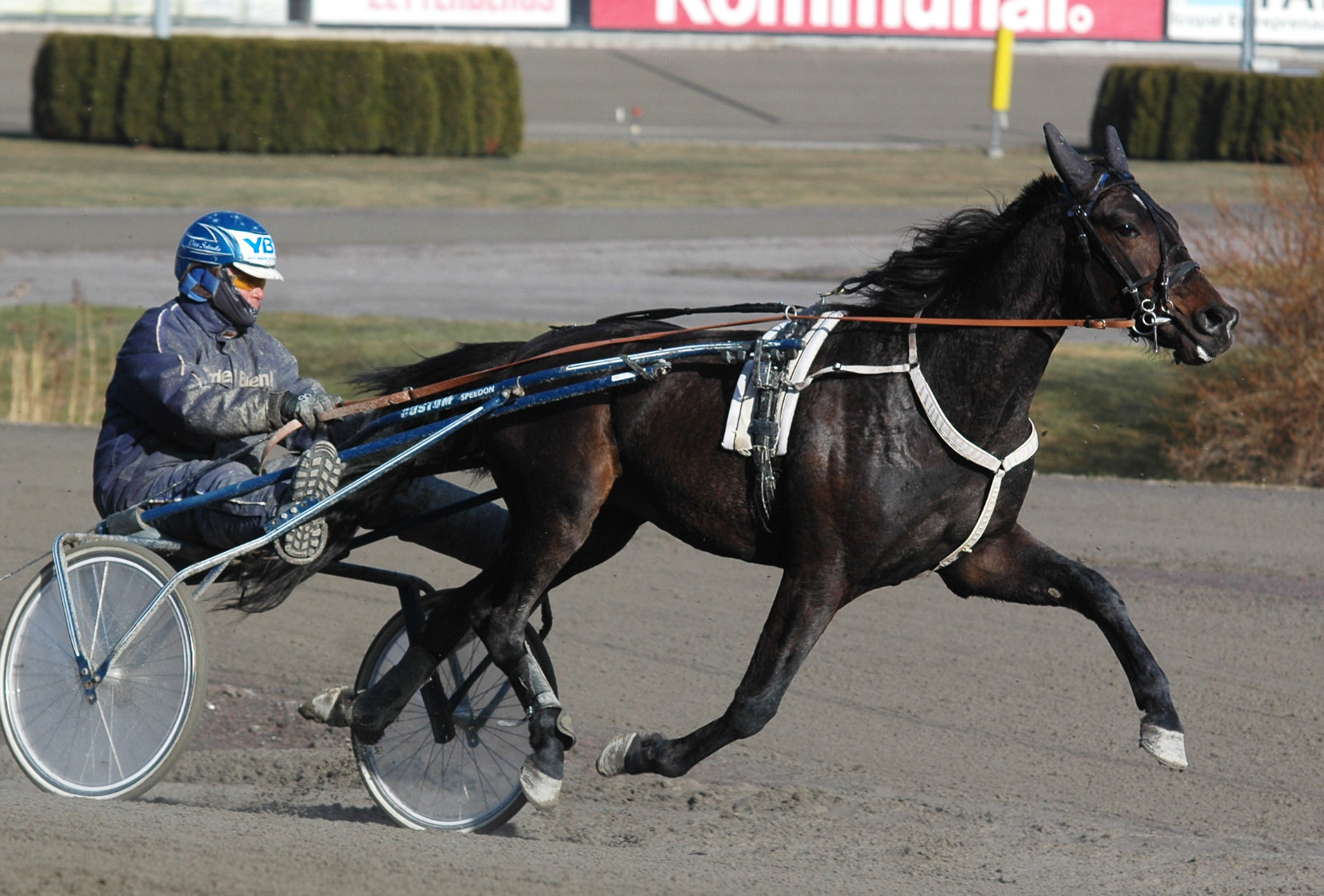 Fina Makethemark är årets ende Elitloppshäst efter en svenskfödd pappa, Maharajah. Foto; A.Lindblom Travkompaniet